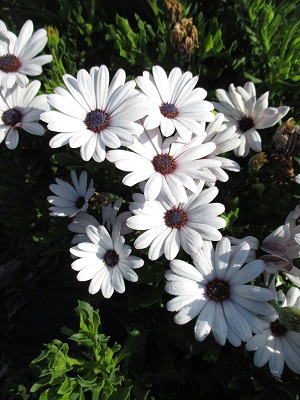 OSTEOSPERMUM Tradewinds White